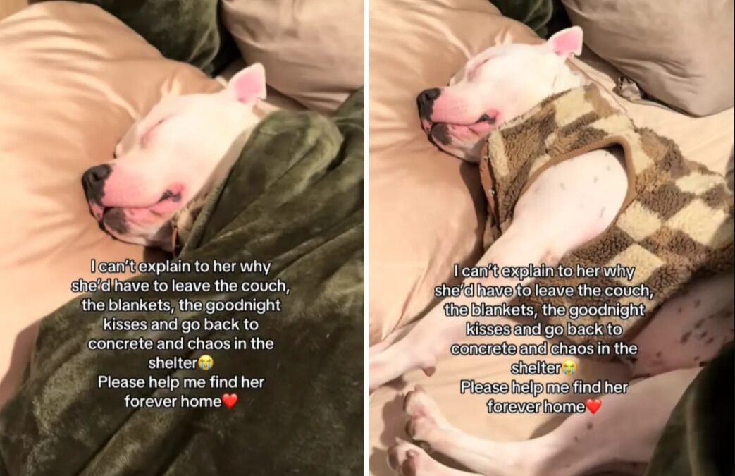 This Foster Dog Fell in Love With Her New Home — Then Everything Changed