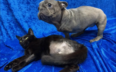 A Three-Legged Puppy Met Someone Just Like Him—And Everything Changed