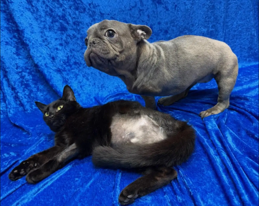 A Three-Legged Puppy Met Someone Just Like Him—And Everything Changed