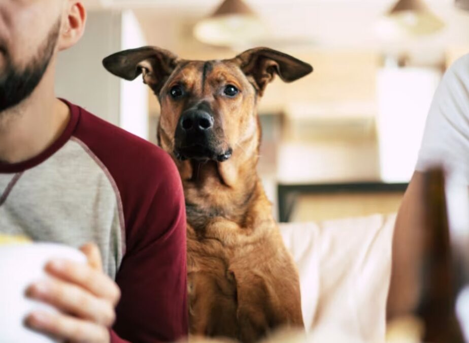 Golden Retriever Thinks the Referee Is Telling Her to Go to Bed — and It’s Hilarious