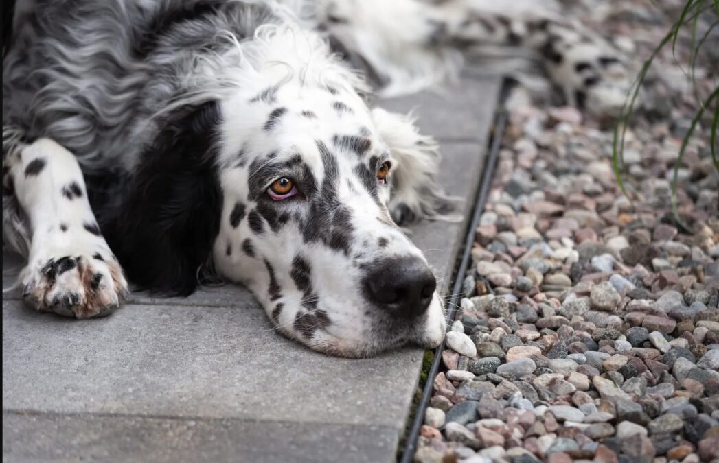 Rescued After a Life Outdoors, This Dog’s First Moments in a Home Are Moving