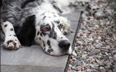 Rescued After a Life Outdoors, This Dog’s First Moments in a Home Are Moving