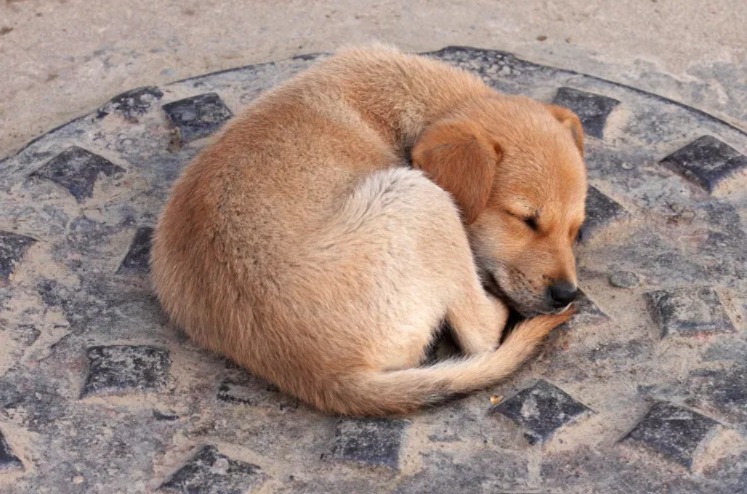 When Every Second Counts: How One Man Risked It All to Save Trapped Puppies