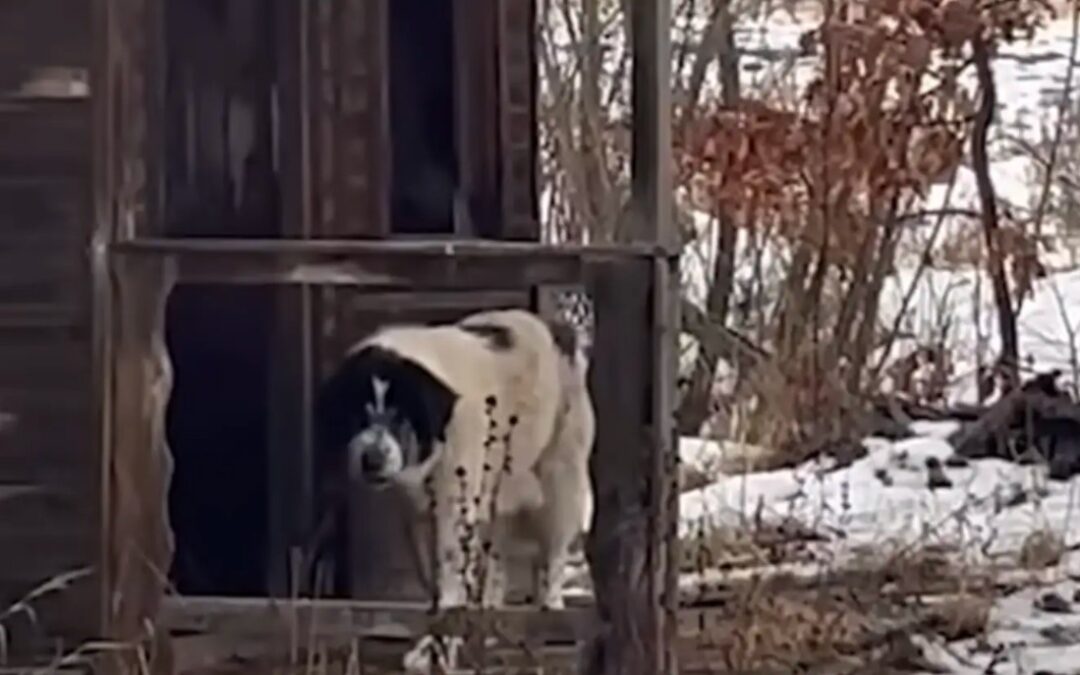 The Mystery of the Green Puppy That Left Rescuers Speechless