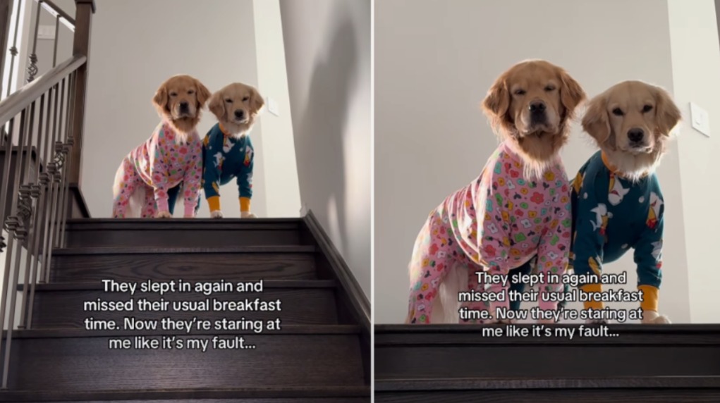 When Breakfast Is Life — Meet the Dogs Who Didn’t Hide Their Disappointment
