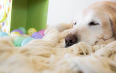 Dog‑Friendly Easter Egg Hunts: Safe, Fun Activities for You and Your Pup