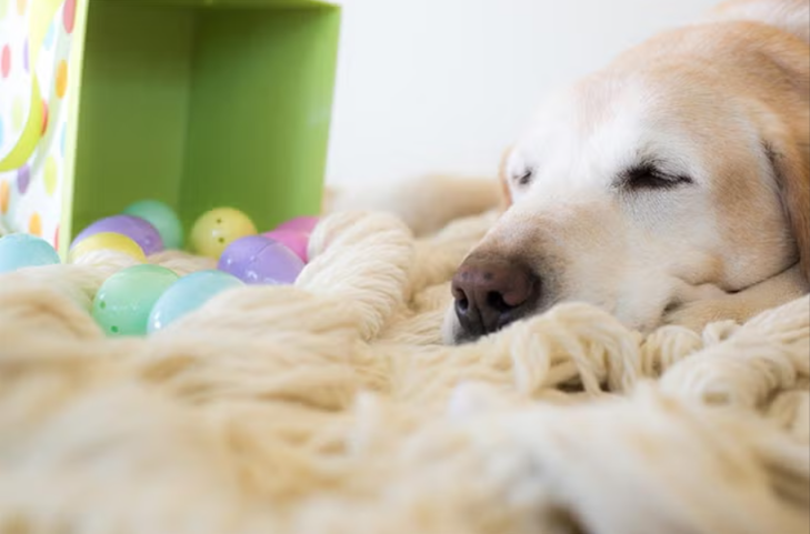 Dog‑Friendly Easter Egg Hunts: Safe, Fun Activities for You and Your Pup