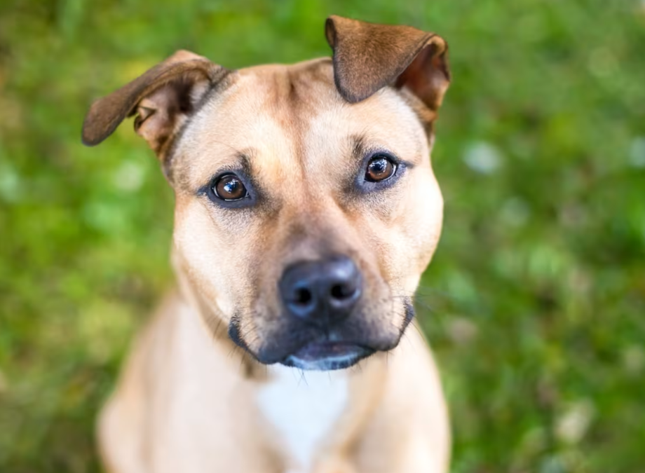 One Day In and This Foster Dog Is Over the Moon