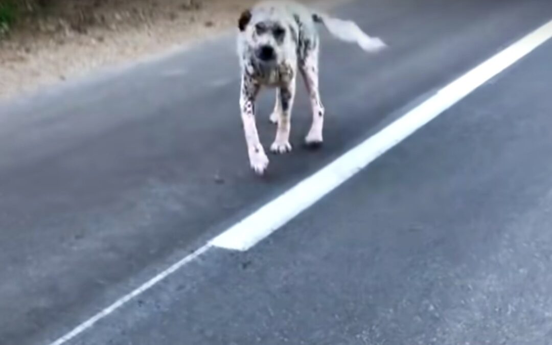 How One Dog’s Love Led Rescuers to a Lifelong Companion