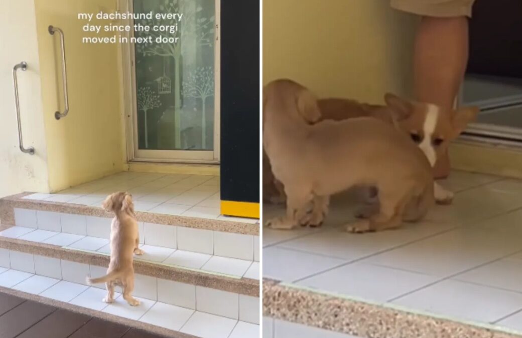 Daily Puppy Vigil: How a Dachshund Waits Every Morning for His Corgi Friend