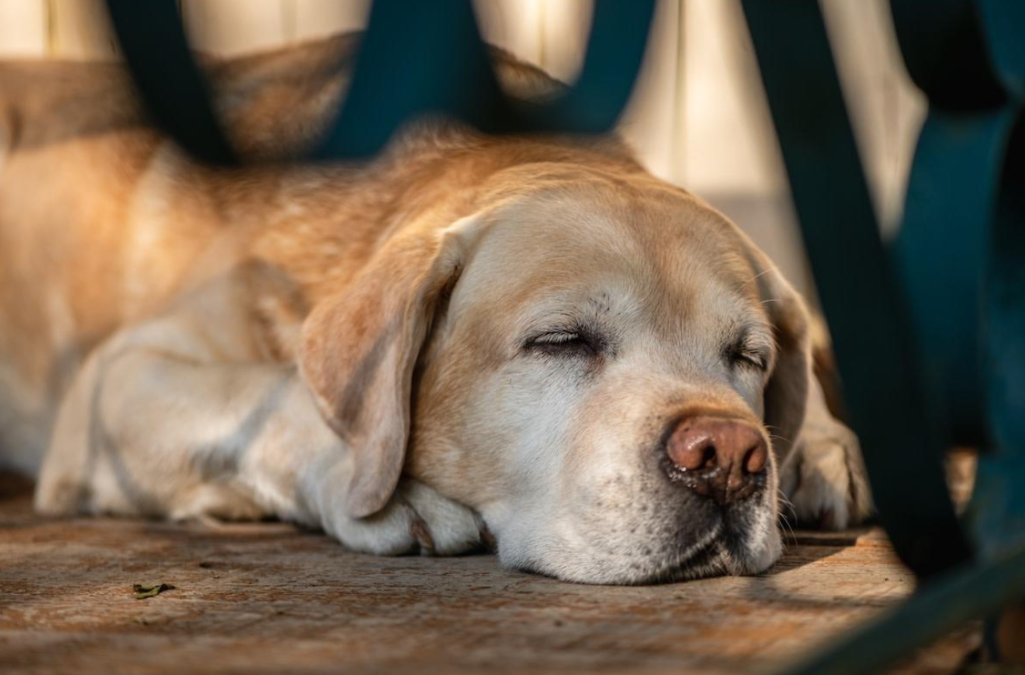 Age Is Just a Number: This Lab’s Happy Reaction Says It All