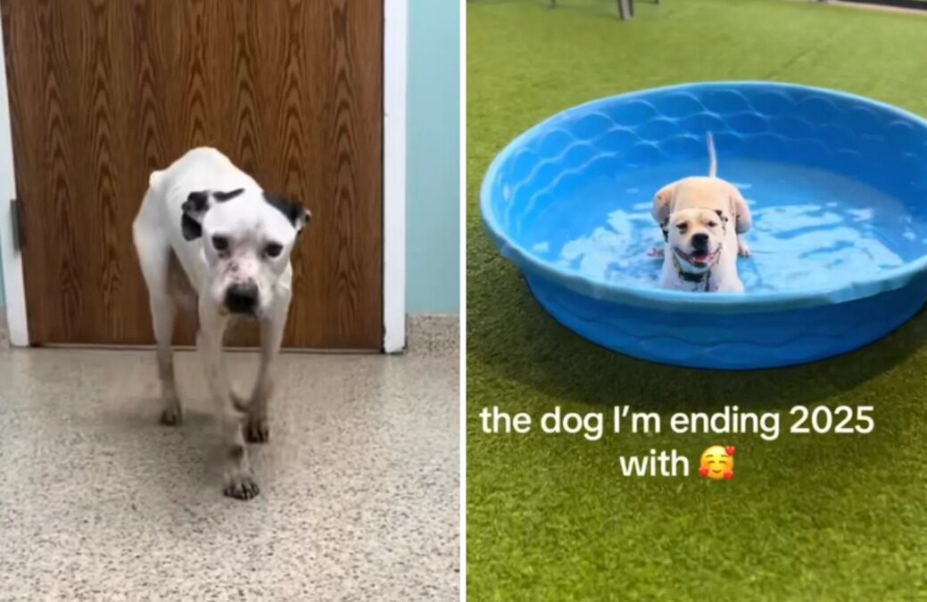 The Healing Power of Love — A Rescue Dog’s Journey From Fear to Joy