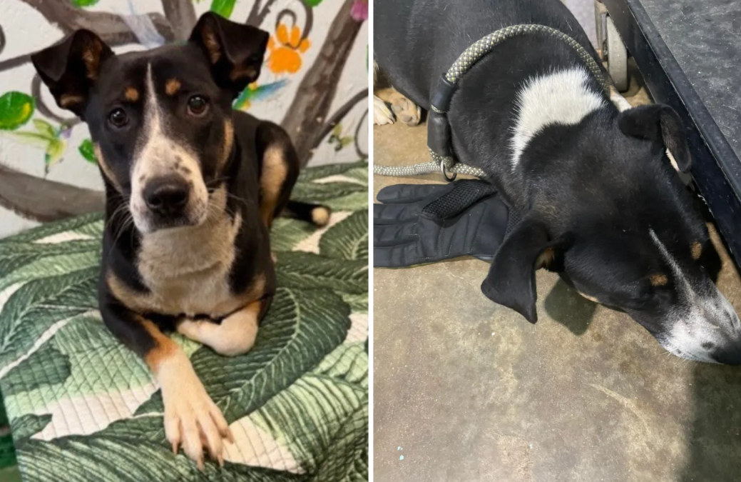 Why This Abandoned Dog Refused to Let Go of One Glove