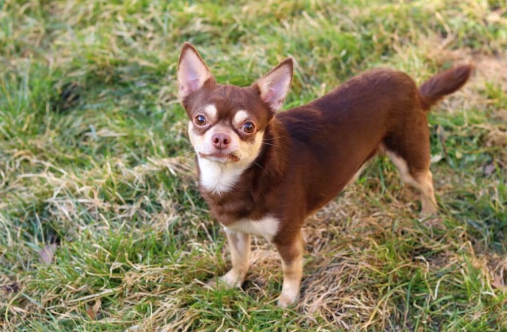 Abandoned at the Gate: Why Animal Control Walked Away From a Scared Puppy Stuck in a Fence