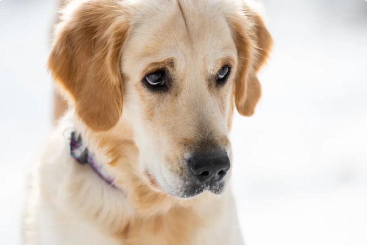 When the Storm Hits, Love Hits Back — One Dog’s Unforgettable Blizzard Moment
