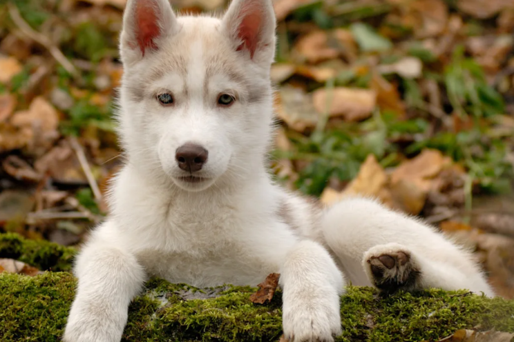He Came Back… And the Puppy Knew