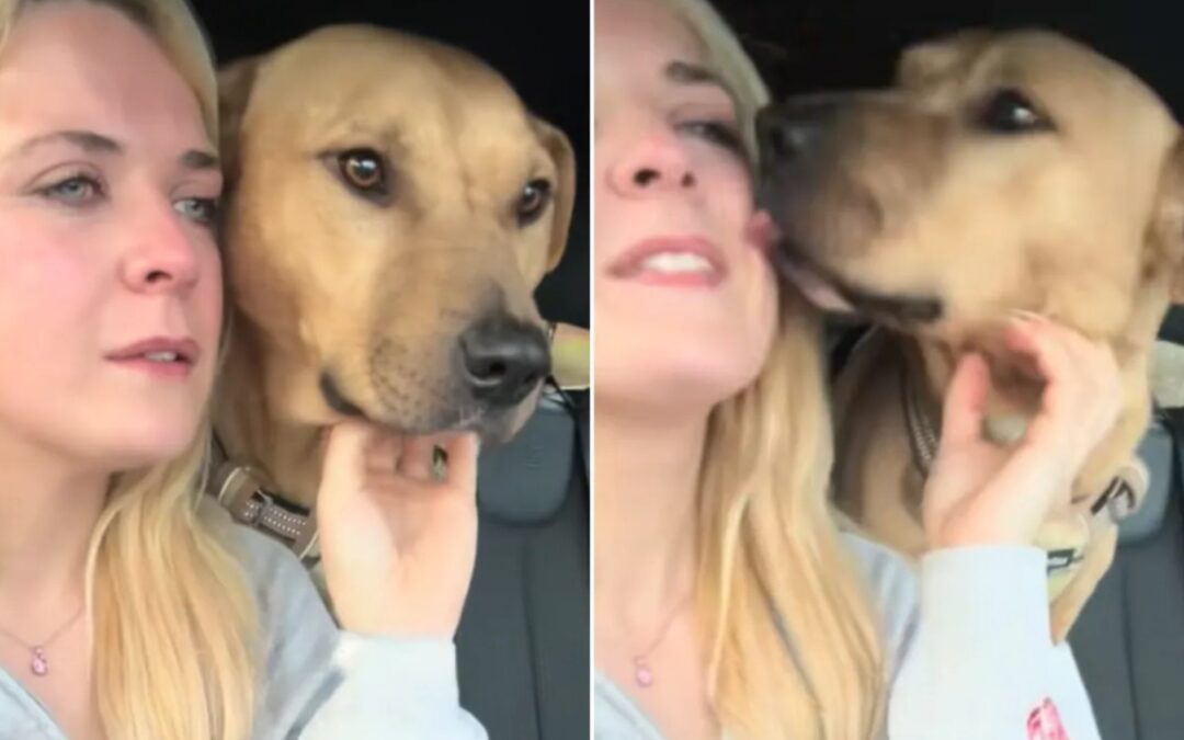 Why This Dog Leaned In When His Foster Mom Started Crying