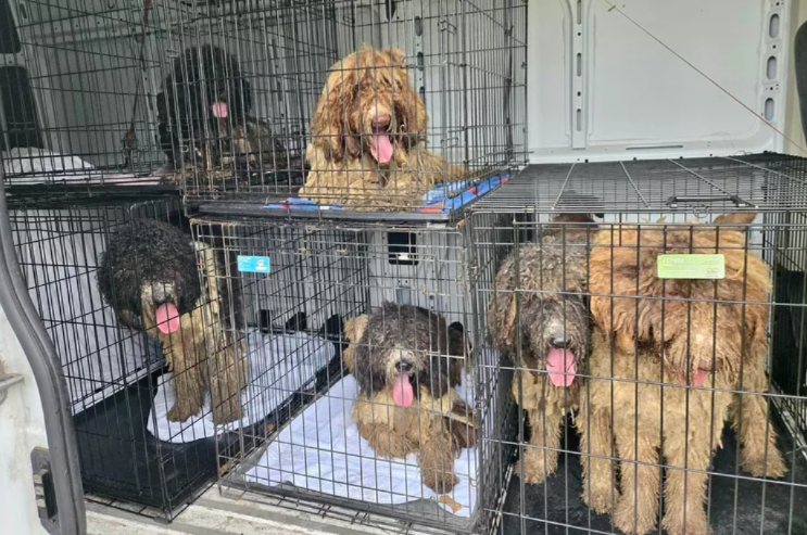 51 Pounds of Fur Gone — Dogs Get New Lives