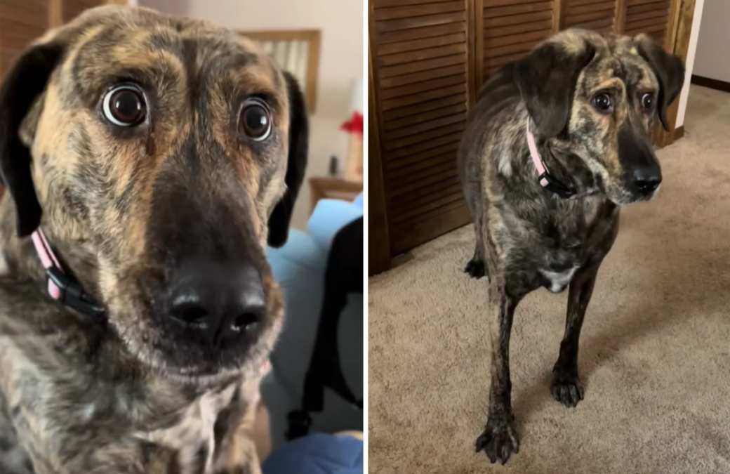 Special‑Needs Pup Wins Hearts — Finally Loved