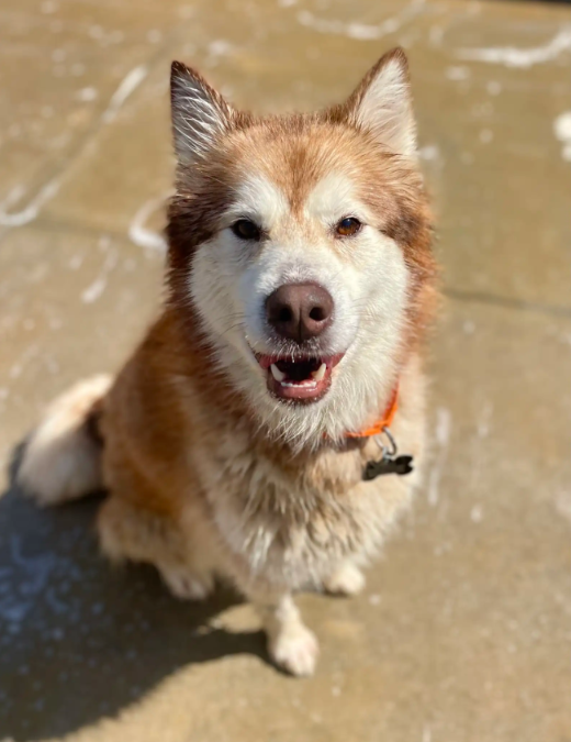 Two Huskies, One Second Chance: A Rescue That Defied the Clock