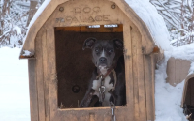 Mama Dog and Her Pups Escape a Snowy Nightmare to Find Forever Homes