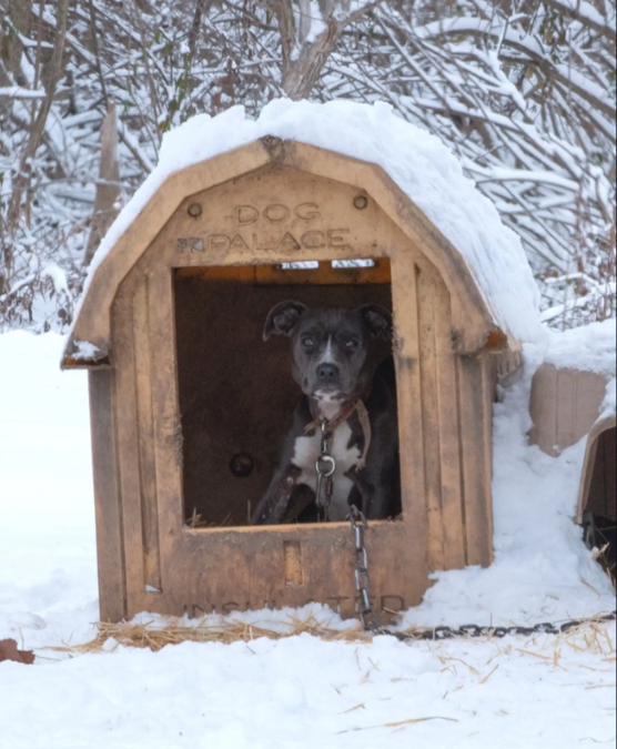 Mama Dog and Her Pups Escape a Snowy Nightmare to Find Forever Homes