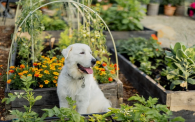 How to Create a Dog‑Friendly Garden on Any Budget
