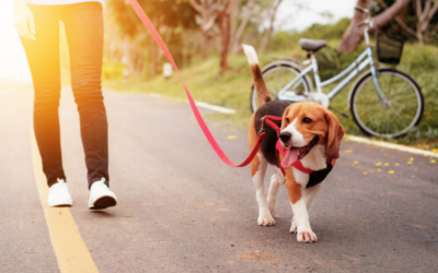 The Essential Guide to Dog Training Tools and When to Use Them