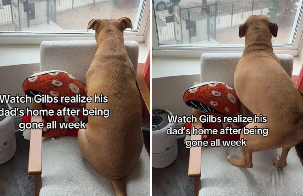 Rescue Pit Bull Waits by Window—Explodes with Happiness