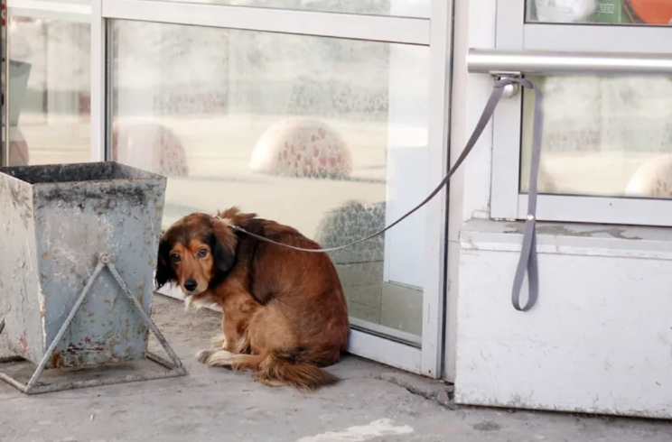 Abandoned After the Move — Then Her New Life Began