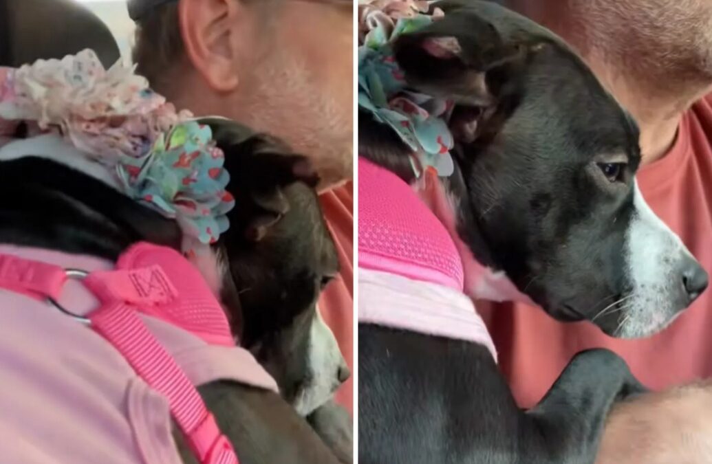 Why This Rescue Dog Still Clings to His Owner on Car Rides