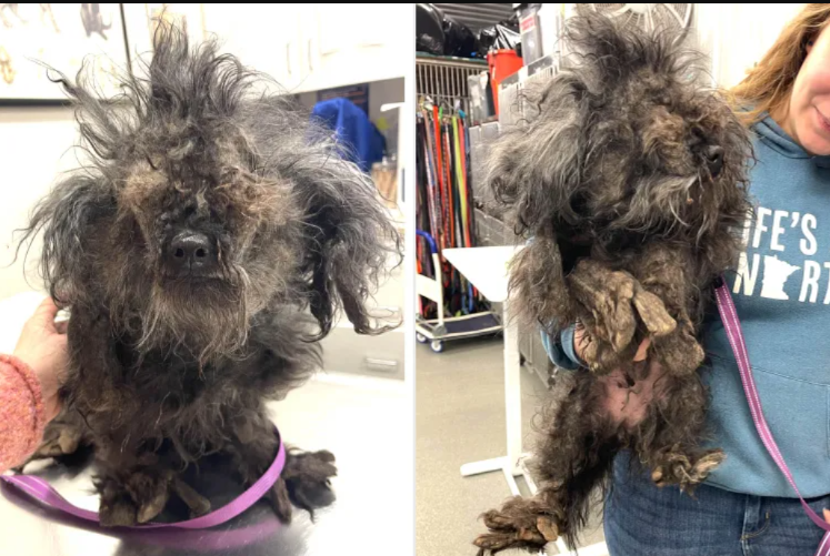 The Day a Pound of Fur Fell Off — and Her Spirit Lifted