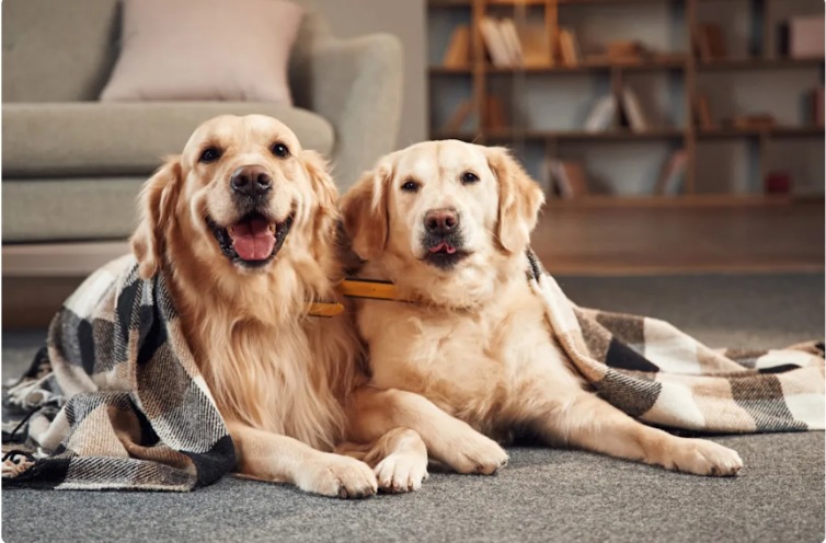 How a Grandma’s Affection Sparked a Hilarious Canine Tug‑of‑War
