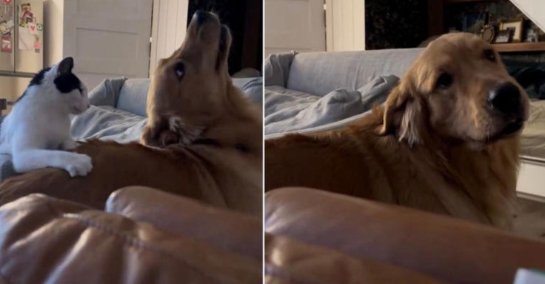 Cat Offers Back Scratches — Watch a Golden Retriever’s Priceless Reaction