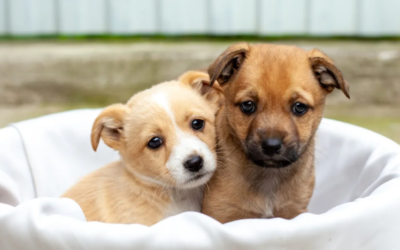 Abandoned in the Desert: Tiny Pups’ Rescue Miracle