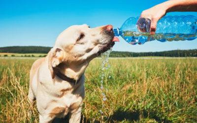 Heatstroke in Dogs: What Every Pet Parent Must Know to Save a Life