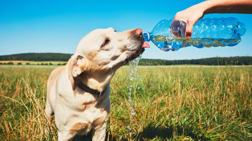 Heatstroke in Dogs: What Every Pet Parent Must Know to Save a Life
