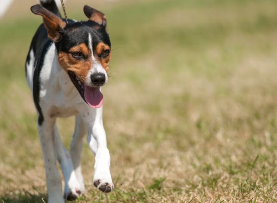 How One Little Rat Terrier Became a Big Inspiration at 25 Years Old