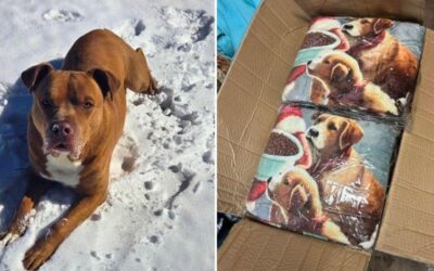 Fleece, Love, and Snow: How the Community Kept Dogs Safe and Warm