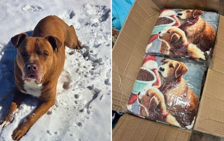 Fleece, Love, and Snow: How the Community Kept Dogs Safe and Warm