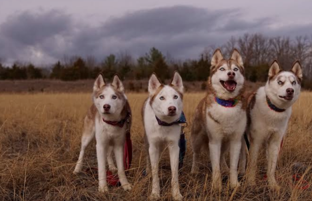 Terrified Huskies Find Courage and Comfort