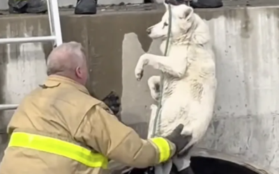 Icy River Drama: The Heart‑Stopping Rescue That Saved a Dog’s Life