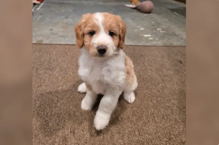 How a Small Shelter Dog Made a Huge Play on National TV