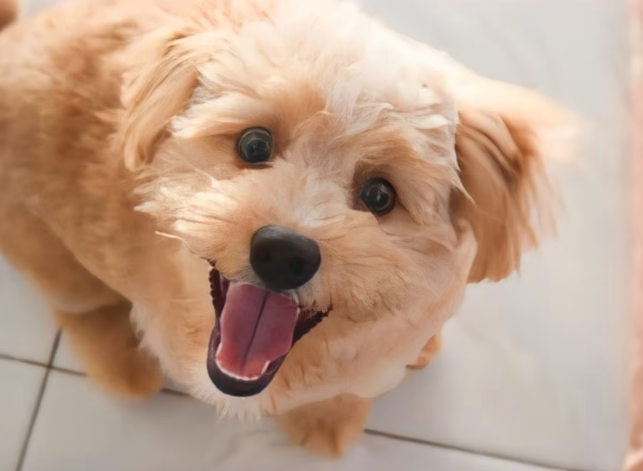 Judah’s Big Day: How One Shih‑Poo Found Confidence At The Day Care