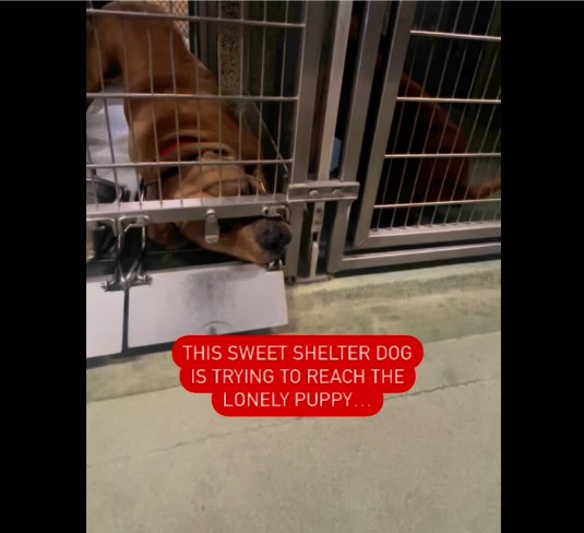 The Incredible Bond Between a Mama Dog and a Crying Puppy