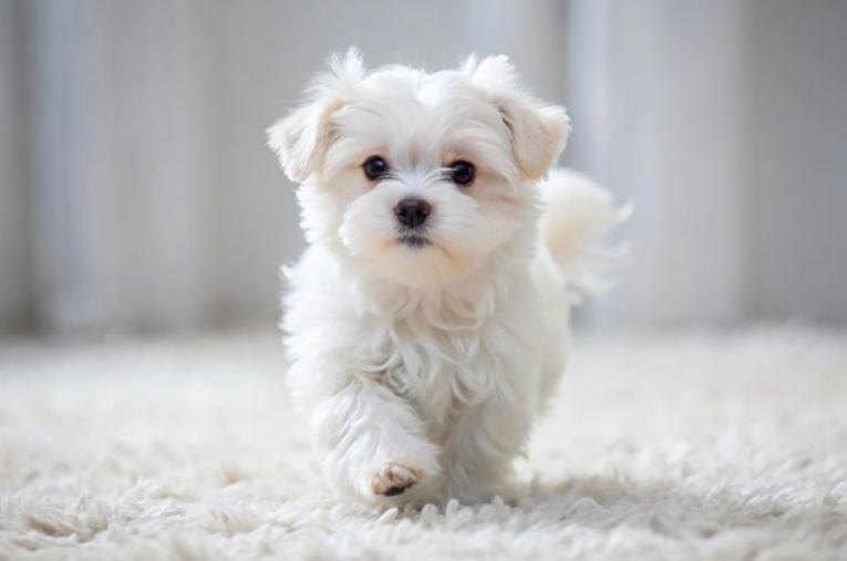 When a Paw Isn’t Just a Paw: Meet Kenny the Maltese