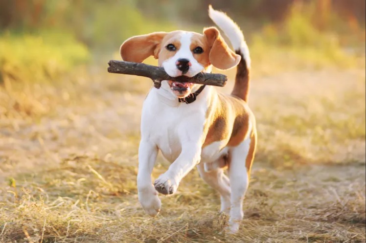 When Opportunity Knocks: Dogs Make Double Break‑for‑Freedom