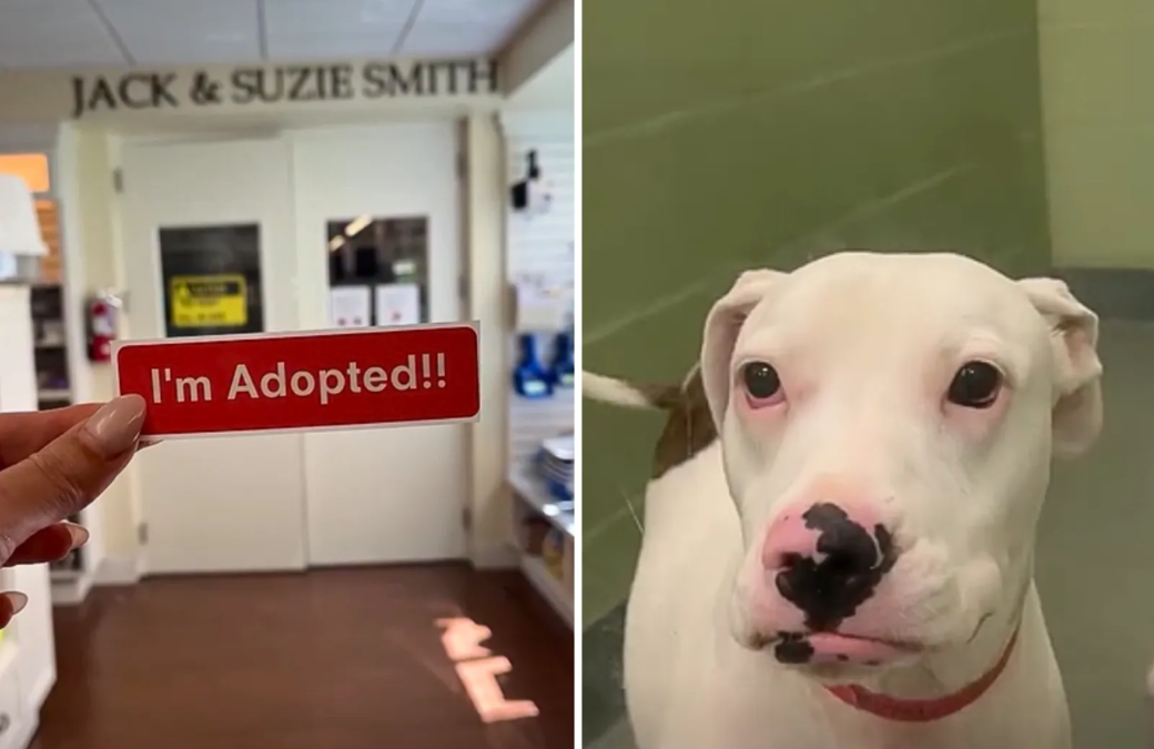 When “Forever Home” Finally Clicked: Kit Kat’s Big Moment