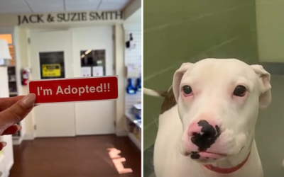 When “Forever Home” Finally Clicked: Kit Kat’s Big Moment