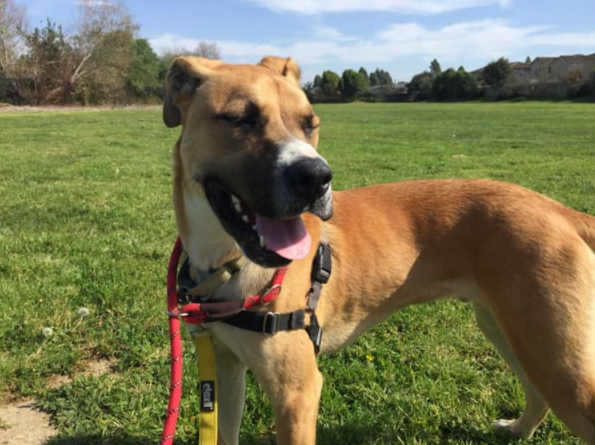 Meet Kobe: The Labrador Mix Who Steals Hearts